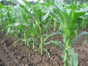 Cara singkat menanam jagung