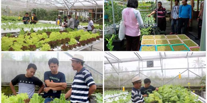 Pelatihan Hidroponik