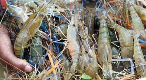 budidaya udang galah