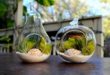 tanaman terarium