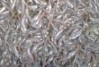 Tips Mencegah Kematian Yang Tinggi Pada Pembibitan Ikan Lele