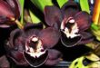 5 Tips Cara Merawat Tanaman Anggrek Hitam Papua
