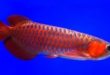 Tips Budidaya Arwana Di Dalam Aquarium Bagi Pemula