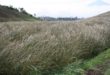 Budidaya Tanaman Akar Wangi Mudah Dan Menguntungkan