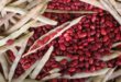 Perhatikan Hal Ini Sebelum Menanam Tanaman Kacang Merah