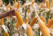 Yuk Tambah Pundi Rupiah Anda Dengan Limbah Tanaman Jagung