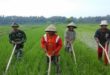 Berbagai Macam Cara Pengendalian Gulma Ada Di Sini