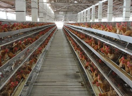 Jenis Kandang Ayam Petelur Sederhana, Baca Di sini