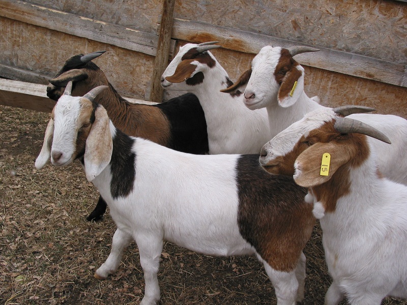 gambar pakan ternak kambing image