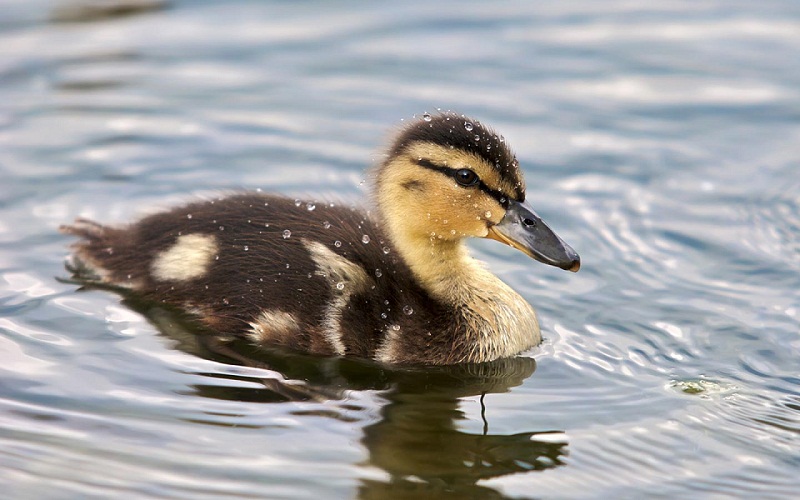 gambar bibit ternak bebek image