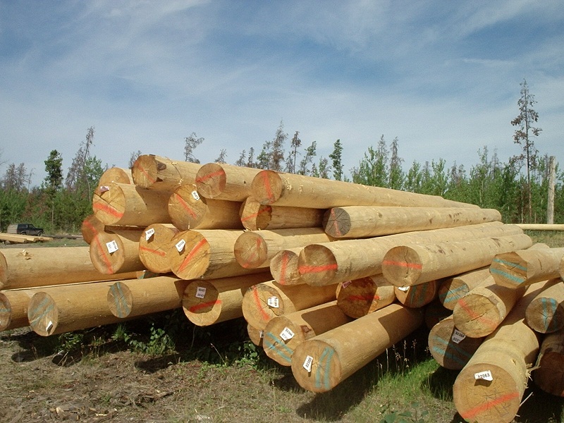 gambar kayu pohon jabon image