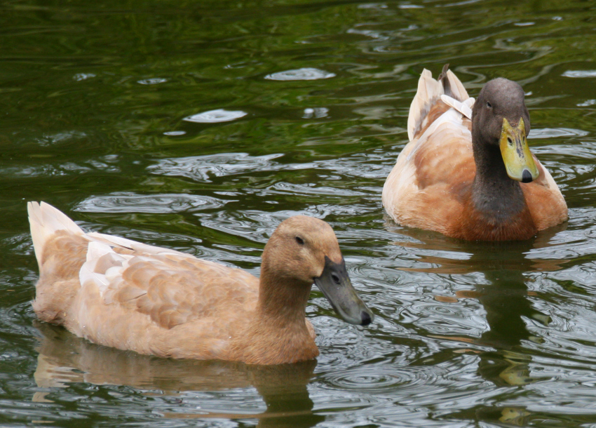 gambar ternak bebek image