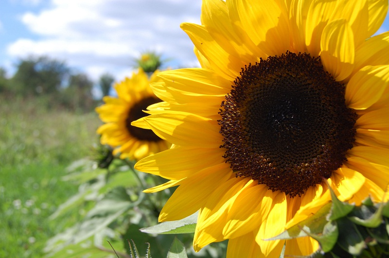 Tips Merawat Taman Inilah Cara Menanam Bunga Matahari