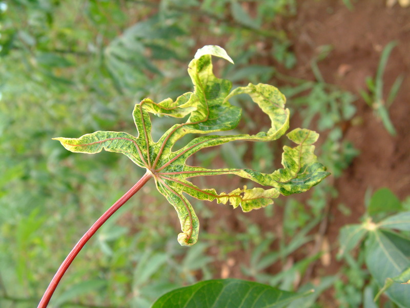 gambar daun terserang penyakit daun