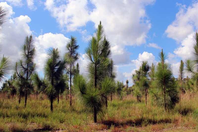  Pohon  Pinus  Merkusii Tanaman Yang Wajib Anda Tahu 