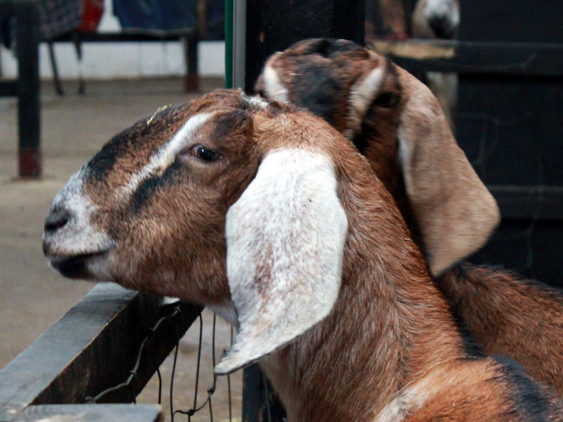 gambar ternak kambing jawa image