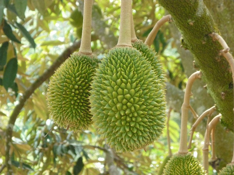 gambar cara menanam durian secara tepat image