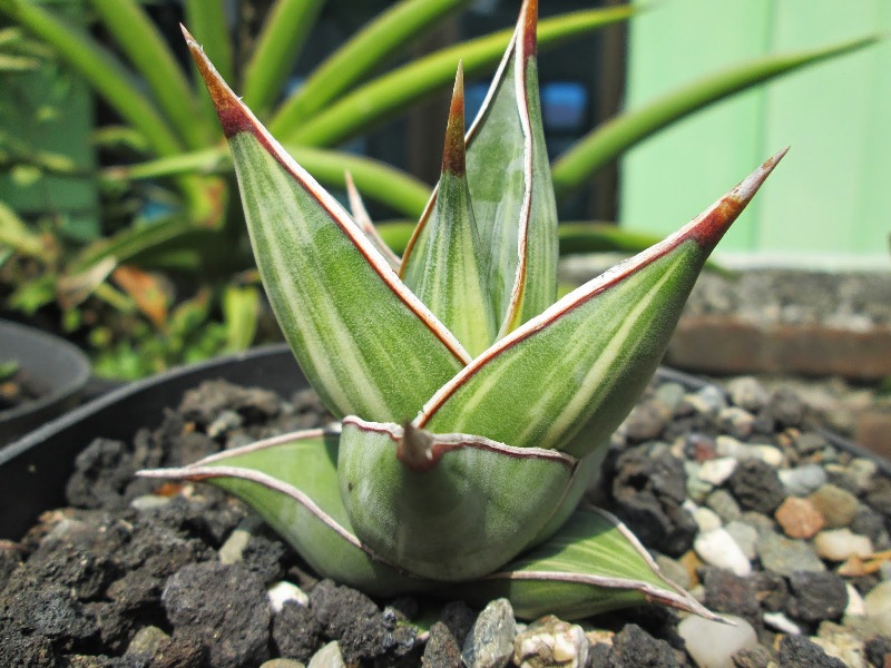  Lidah  Mertua Mini Bunga  Daun Cantik Eksotik