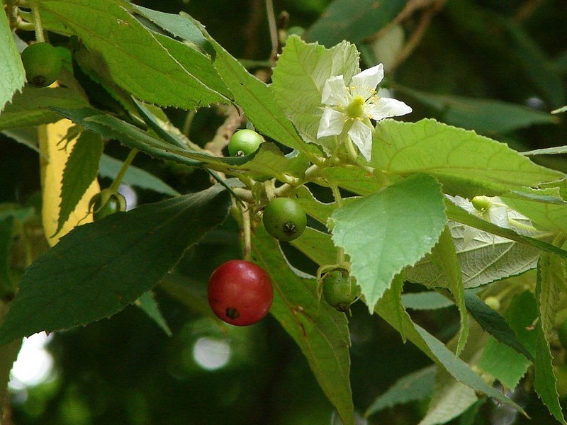 gambar manfaat buah kresen atau talokan image