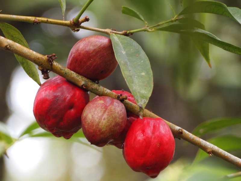 Sampingnya mahoni dan khasiat buah efek 11 Manfaat