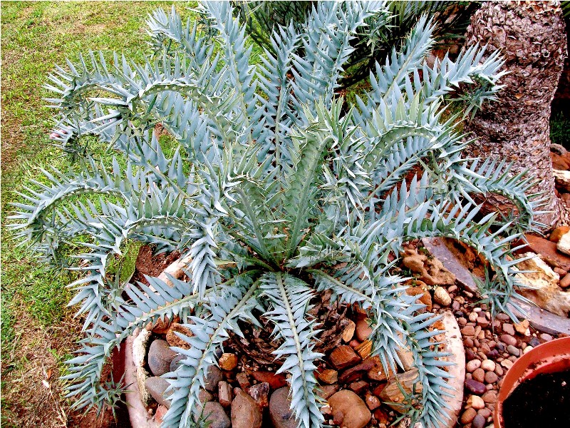 gambar pohon palem Encephalartos horridus image