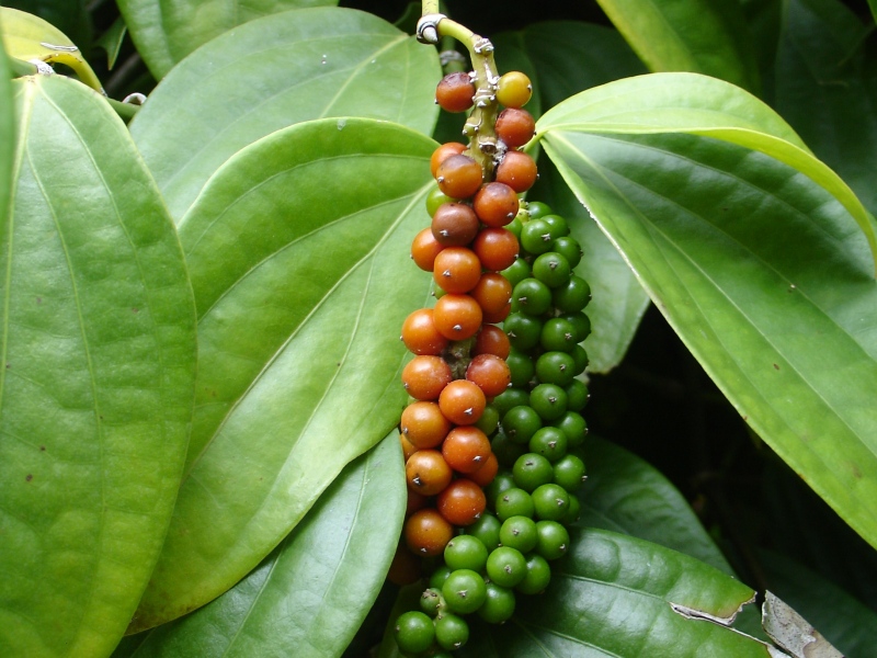 gambar panduan cara menanam merica dan mengetahui buah siap panen image