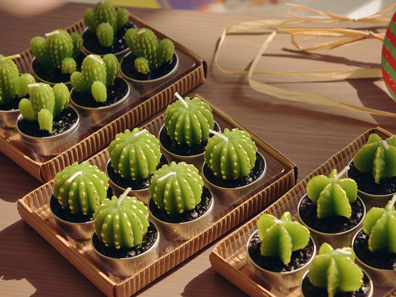Bunga Kaktus Mini Bisnis Agri Populer Saat Ini