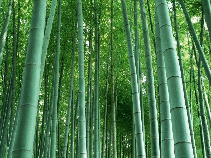 gambar pohon bambu image