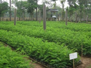 Budidaya sengon - teknik pembibitan sendiri image
