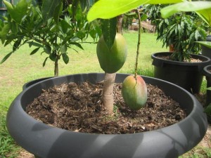 gambar cara menanam mangga media pot image