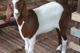 penyakit kudis kambing image