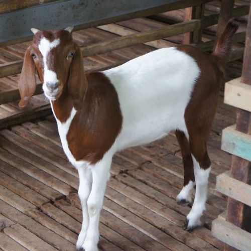 Penyakit Kudis Kambing Atasi Dengan 2 Cara Ini