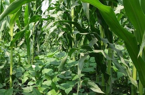 Hasil gambar untuk gambar sawah tumpang sari