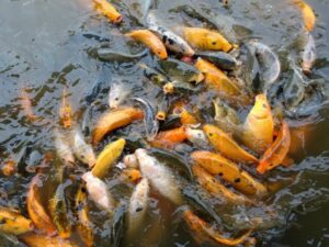Ikan mas merupakan salah satu jenis ikan konsumsi Ternak Ikan Mas Dengan Metode Pembenihan di Lahan 1000 M