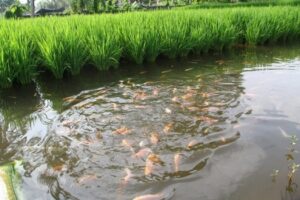 Seorang peneliti di BPTP Yogyakarta berjulukan Dr Ir Sugeng Widodo MP Hasil Uji Quick Assesment Budidaya Mina Padi Berpotensi Besar Raih Keuntungan