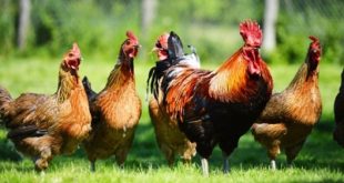 Prinsip membangun bisnis ayam kampung image