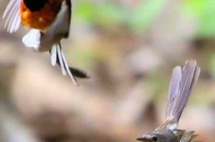 Tips menjodohkan murai batu image