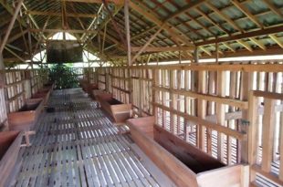kandang kambing modern