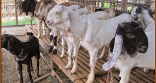 Bisnis Ternak Kambing Untung Bersih 15-20 Jt/Bulan!