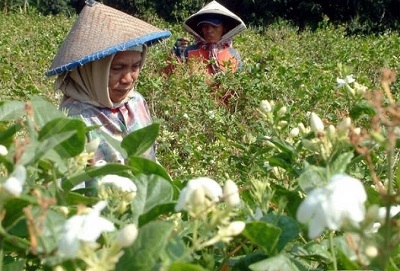 Di Sini Kami Ungkap Budidaya Melati Lengkap Untuk Anda