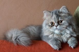 cara merawat kucing persia