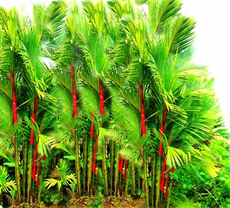 ♗ Tanam pohon palm mimpi togel