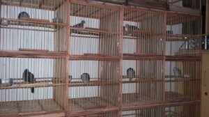Perkutut merupakan salah satu jenis burung yang mempunyai bunyi khas Analisis Usaha Budidaya Perkutut Dikupas Tuntas Disini