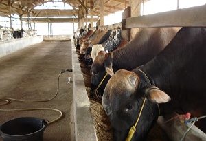 kandang sapi potong