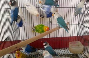 kandang ternak lovebird