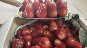 jambu citra