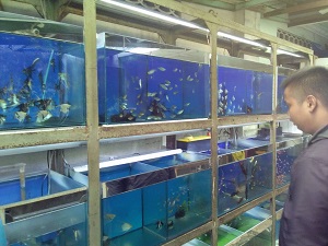 82 Desain Aquarium Ikan Mas Koki Terbaru