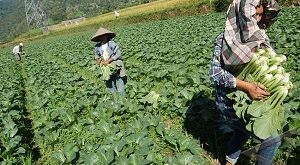 peluang usaha di pedesaan