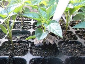 cara menanam cabe hidroponik dalam botol bekas, cara menanam cabe hidroponik sistem wick, cara menanam cabe hidroponik sistem sumbu, cara menanam cabe hidroponik dengan botol bekas, cara menanam cabe hidroponik, cara menanam cabe hidroponik sederhana, cara menanam cabe hidroponik dengan media air, cara menanam cabe hidroponik dalam botol, cara menanam cabe hidroponik bagi pemula, cara menanam cabe hidroponik di botol, cara menanam cabe hidroponik yang benar, cara menanam cabe hidroponik dengan botol, cara menanam cabe merah besar hidroponik, cara menanam bibit cabe hidroponik, cara menanam cabe cara hidroponik, cara menanam cabai dengan hidroponik, cara menanam cabe hidroponik dengan sistem wick, cara menanam cabe hidroponik di polybag, cara menanam cabe keriting hidroponik, cara tanam cabe keriting hidroponik, cara menanam cabe merah keriting hidroponik, cara lengkap menanam cabe hidroponik, cara menanam cabe merah hidroponik, cara menanam cabe menggunakan hidroponik, cara budidaya cabe merah hidroponik, cara menanam cabai menggunakan hidroponik, cara tanam cabe merah hidroponik, cara menanam cabai merah hidroponik, cara menanam cabe dengan metode hidroponik, cara menanam cabe dengan media hidroponik,