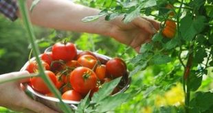 cara menanam hidroponik tomat